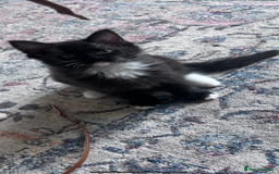 Mixed Breed cats for sale: Beautiful pershadoll ready to leave now ❤️ - Image 3