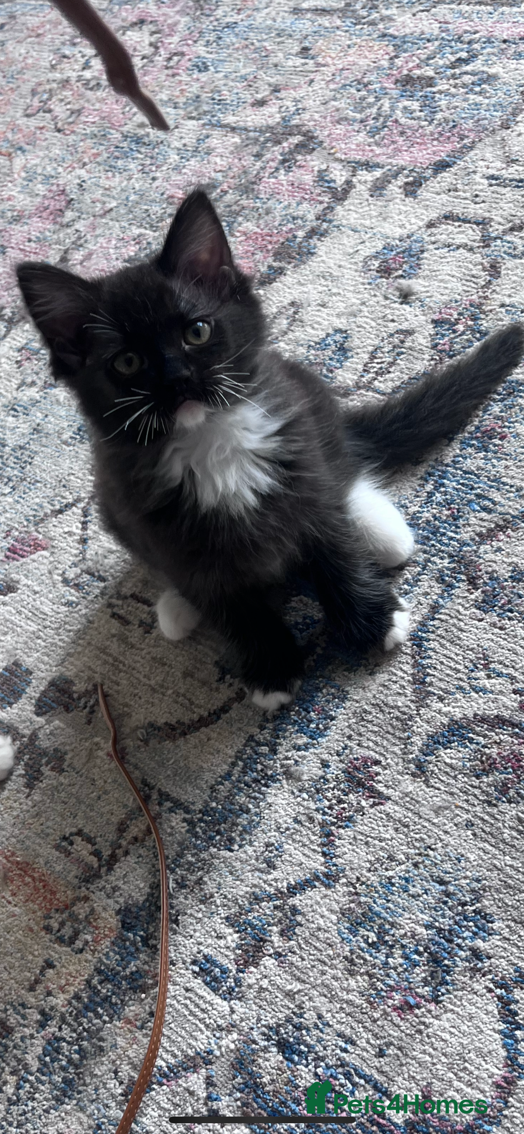 Mixed Breed cats for sale: Beautiful pershadoll ready to leave now ❤️ - Image 3