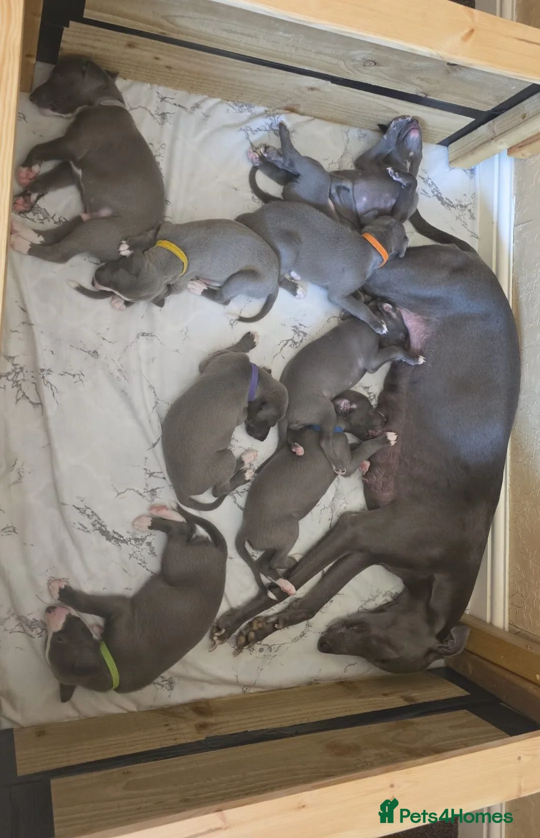 Whippet dogs for sale:  Beautiful blue whippet pups ror sale - Advert 2
