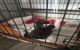 British Shorthair cats for sale: 4 Kittens for sale - Image 6