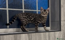 Bengal cats for sale: Well socialised bengal kittens - ready 21/12/25 - Advert 34