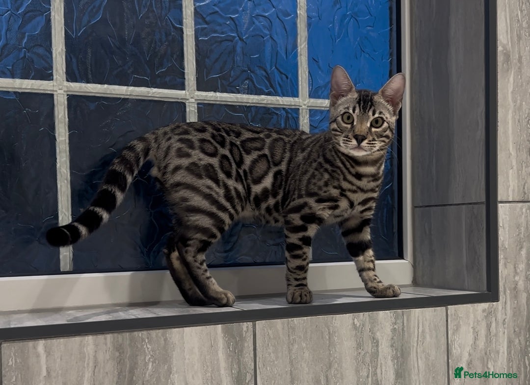 Bengal cats for sale: Well socialised bengal kittens - ready 21/12/25 - Advert 34