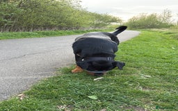 Rottweiler dogs for stud: Handsome Rottweiler Stud - West Midlands - Image 3