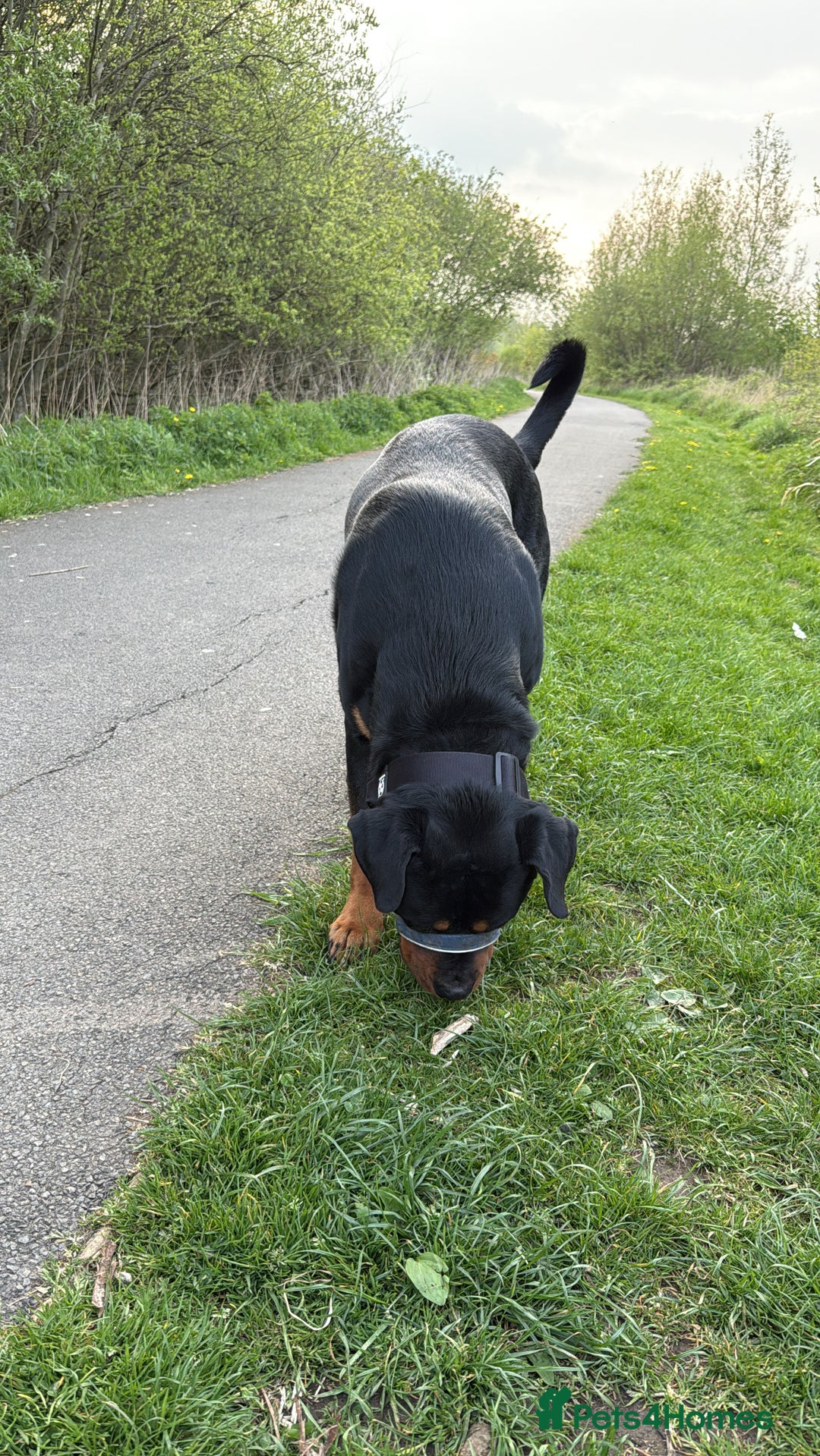 Rottweiler dogs for stud: Handsome Rottweiler Stud - West Midlands - Image 3