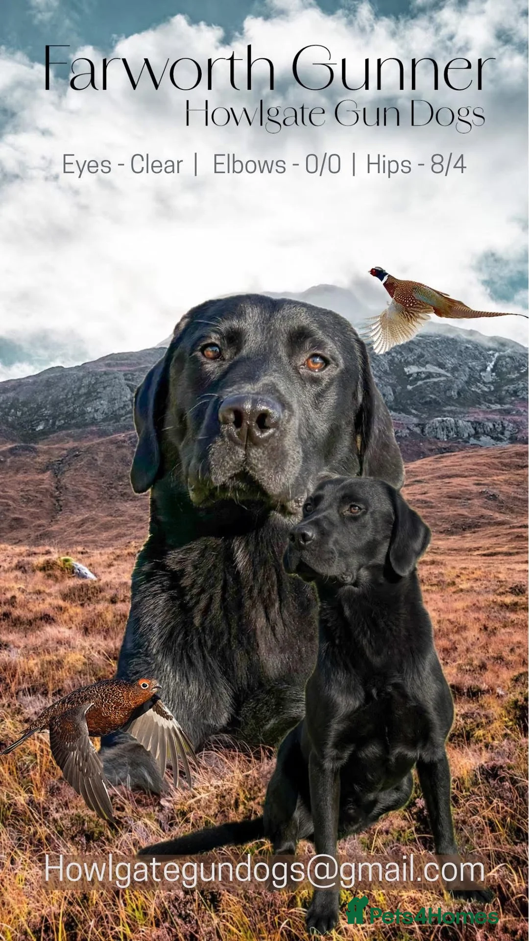 Labrador Retriever dogs for stud: Black Labrador stud in Stonehaven - Advert 1