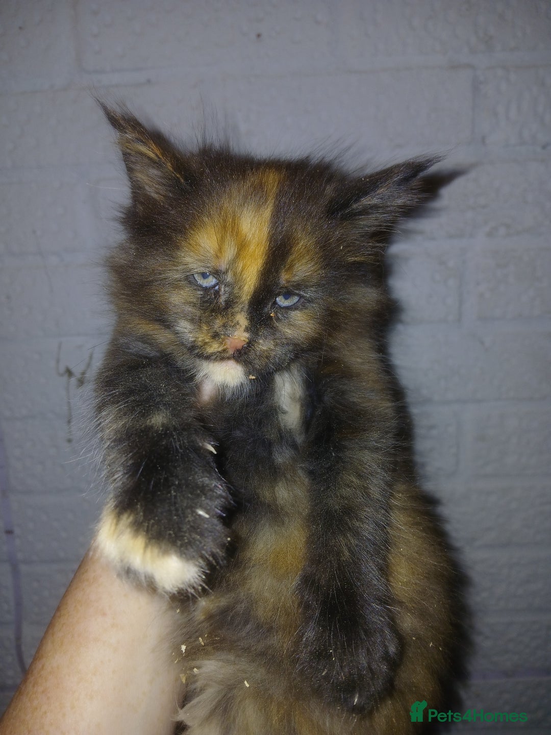 Maine Coon cats for sale: Last remaining TICA reg girl Ready now! - Advert 4