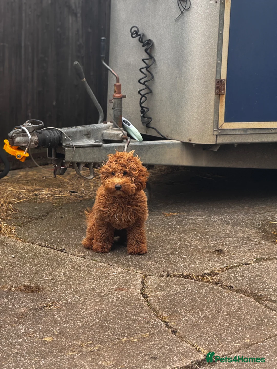 Cockapoo dogs for sale: Male 7 month old cockapoo  - Advert 2