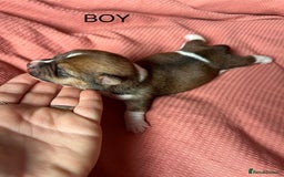 Jack Russell dogs for sale: ** Stunning Pure Miniature Jack Russell Pups ** - Image 7