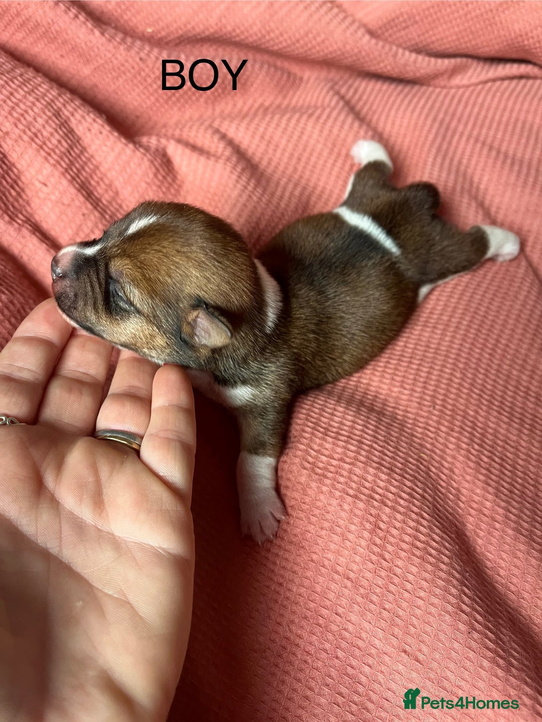 Jack Russell dogs for sale: ** Stunning Pure Miniature Jack Russell Pups ** - Image 7