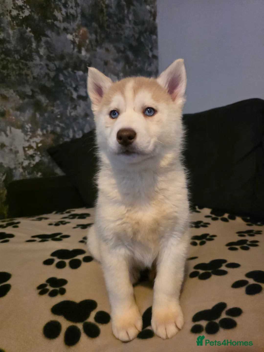 Siberian Husky dogs for sale: Siberian Huskies 1 girl available - Advert 1