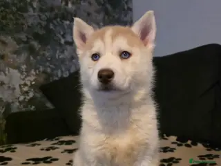 Siberian Husky dogs Siberian Huskies 1 girl available - Advert 8