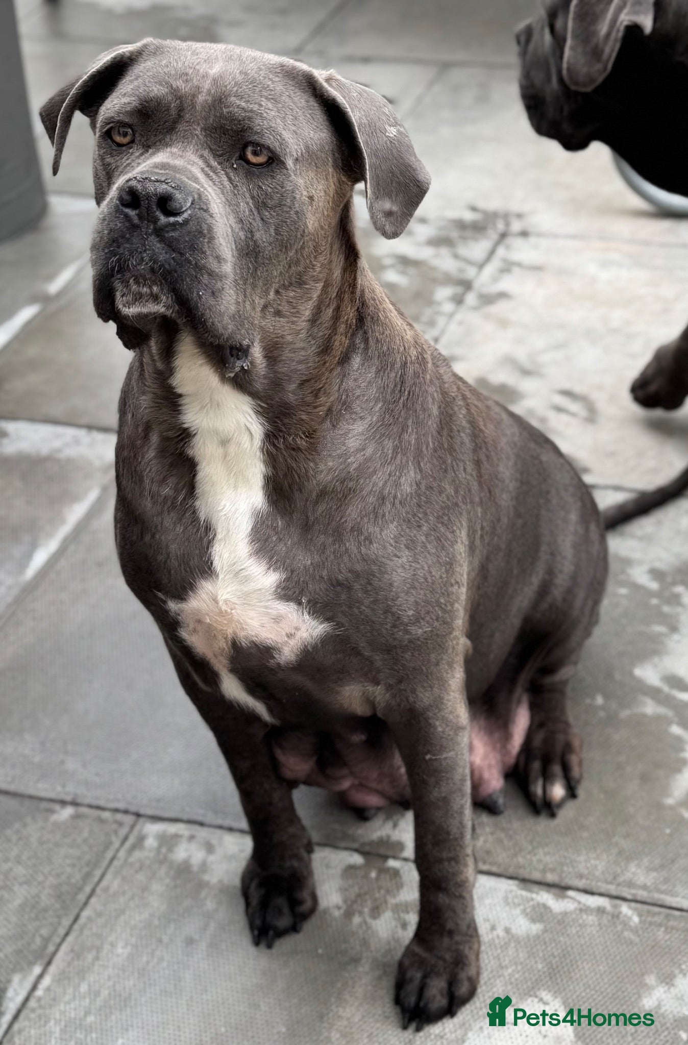 Cane Corso dogs CANE CORSO PUPPIES CHAMPION BLOODLINE PEDIGREE  - Advert 2
