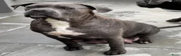 Cane Corso dogs for sale: CANE CORSO PUPPIES CHAMPION BLOODLINE PEDIGREE  - Advert 1