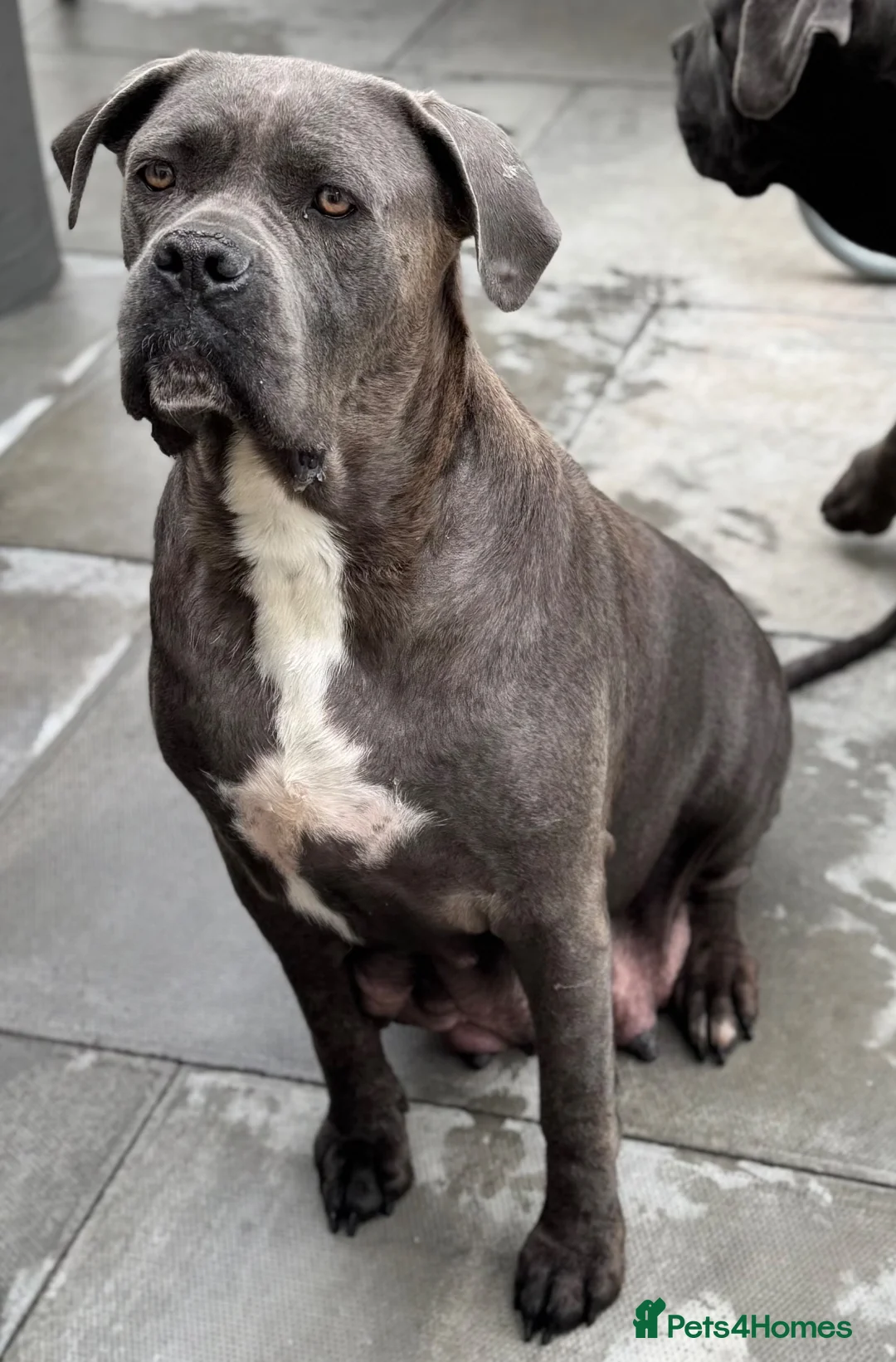 Cane Corso dogs for sale: CANE CORSO PUPPIES CHAMPION BLOODLINE PEDIGREE  - Advert 1