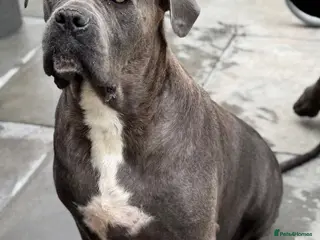 Cane Corso dogs CANE CORSO PUPPIES CHAMPION BLOODLINE PEDIGREE - Advert 2