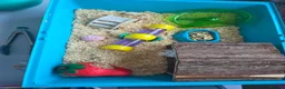Hamster rodents for sale: Hamster  in Rotherham - Advert 7