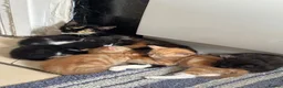 Mixed Breed cats for sale: Kittens for Sale  - Advert 11
