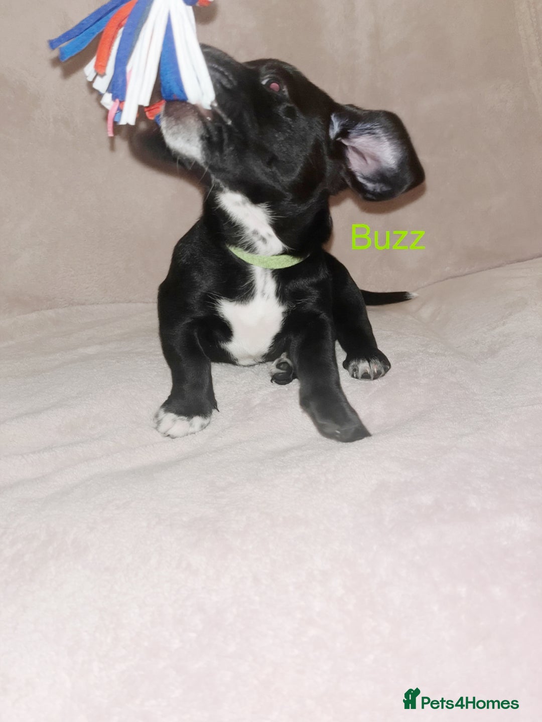 Mixed Breed dogs for sale: Dalmatian x dachshund  - Advert 5