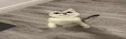 British Shorthair cats for sale: Silver Champion Line British Shorthair - Advert 5