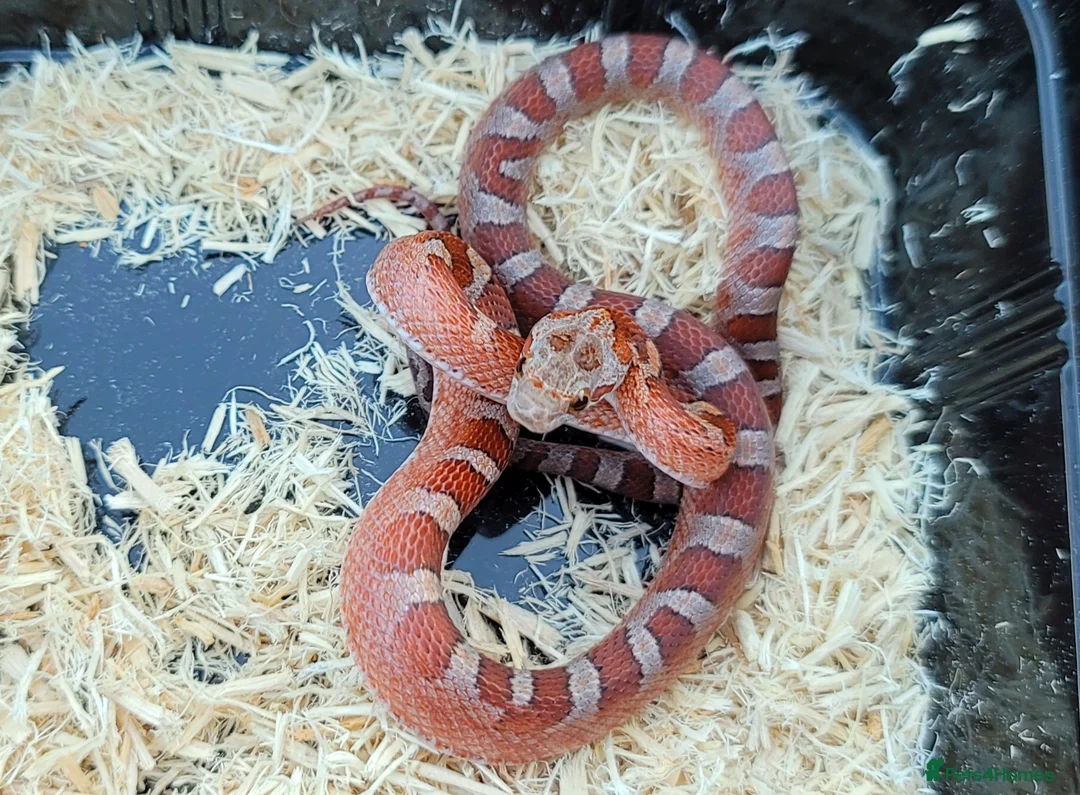 Corn Snake reptiles for sale: Dec 2025 bloodred/toffee bloodred corn snakes - Advert 7