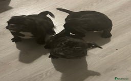 Frug dogs for sale: 4 Male Frugs, Available now! - Image 13