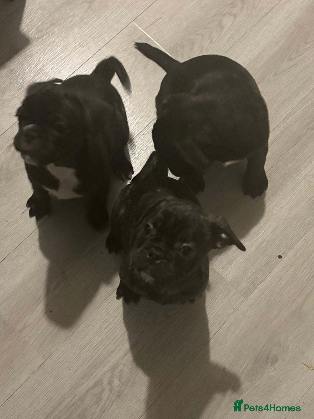 Frug dogs for sale: 4 Male Frugs, Available now! - Image 13