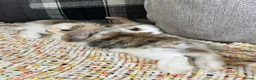Mini Lop rabbits for sale: Mini lop babies  - Advert 9
