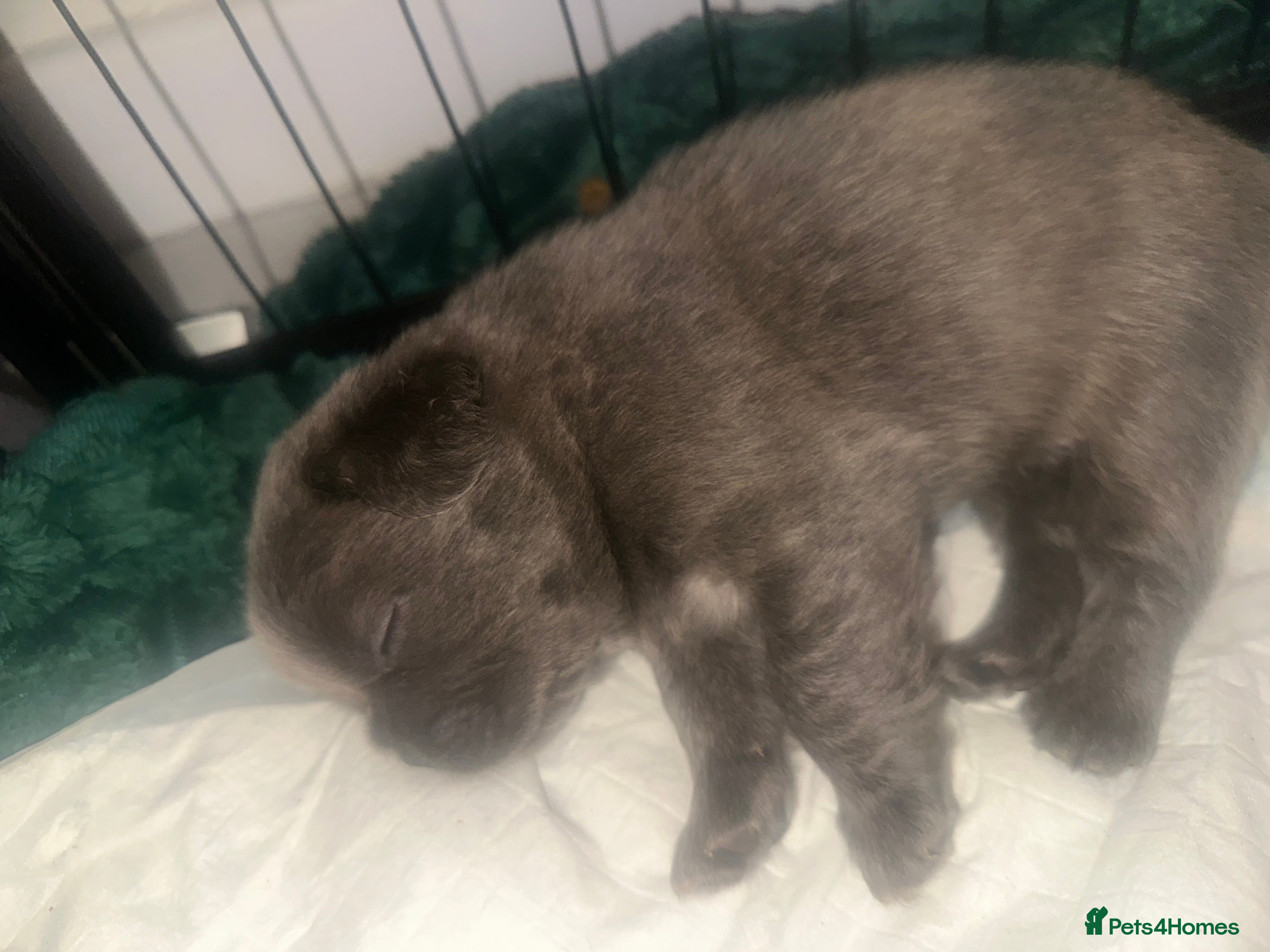 French Bulldog dogs Dwkc registered fluffy frenchie 🫶🏽 - Advert 2