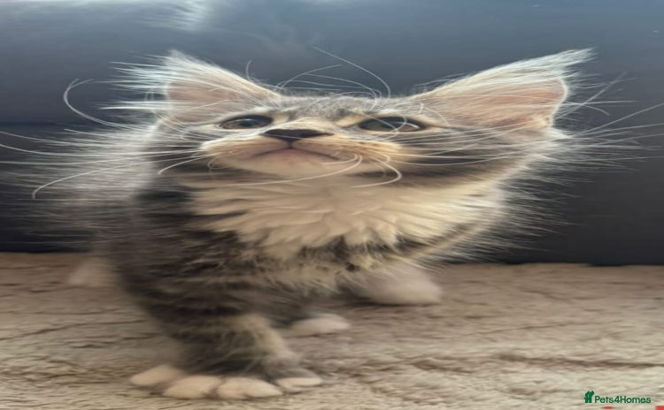 Maine Coon cats - Advert 2