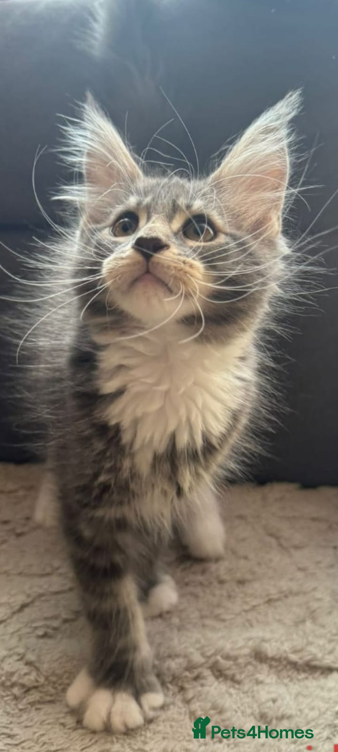 Maine Coon cats for sale: Gorgeous maine coon kittens  - Image 1
