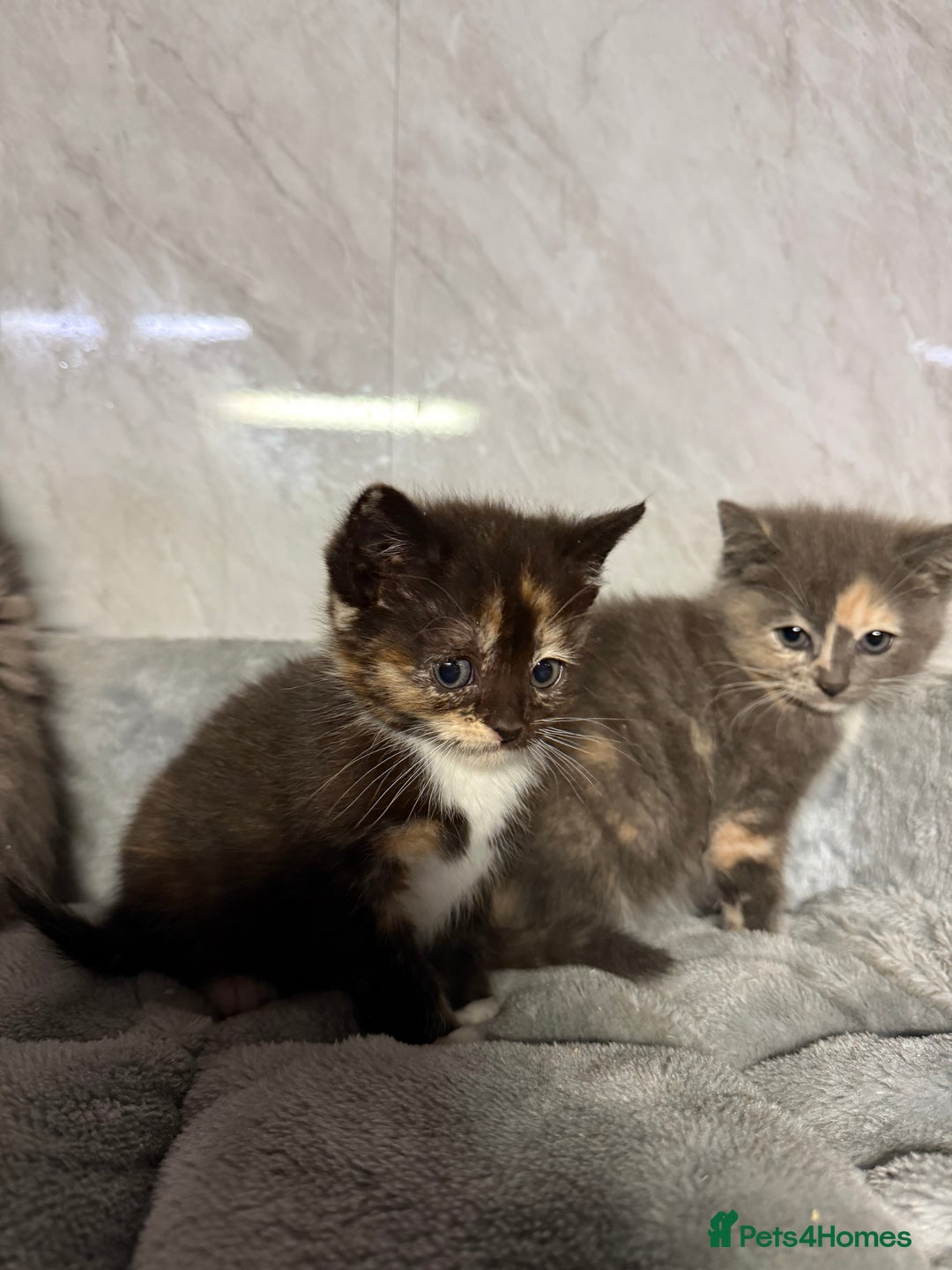 Ragdoll cats for sale: Half Ragdoll Kittens - Advert 3