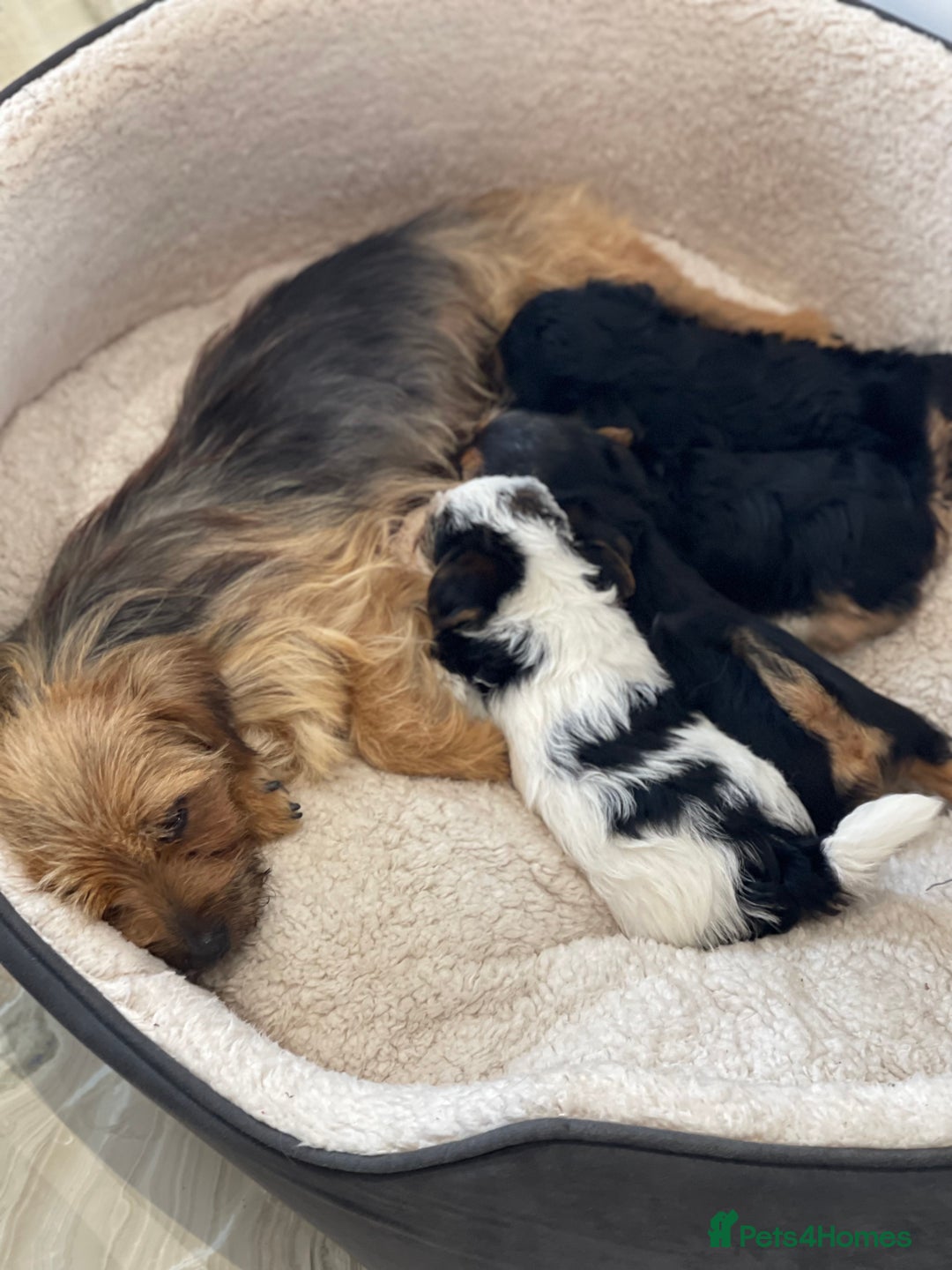 Yorkshire Terrier dogs for sale: Yorkshire terrier mini pups  - Image 10
