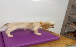 Cockapoo dogs for sale: 5🌟licensed breeder F1 Cockapoo's - Image 6