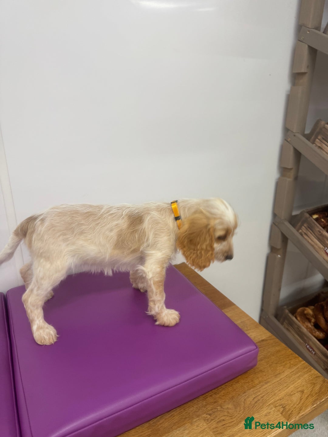 Cockapoo dogs for sale: 5🌟licensed breeder F1 Cockapoo's - Image 6