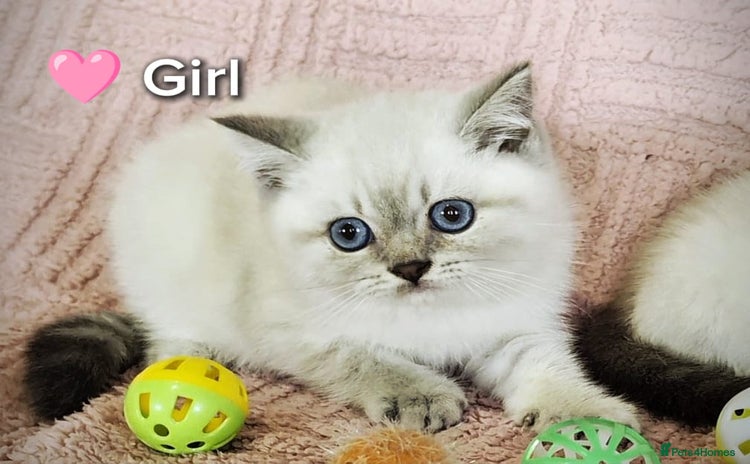 British Shorthair cats ❤️💙Last 2 Kittens ● TICA Reg ● BSH ●Colorpoints ✨ - Advert 14