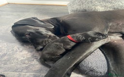 Great Dane dogs for sale: Highest health tested GD pups uk - Image 11