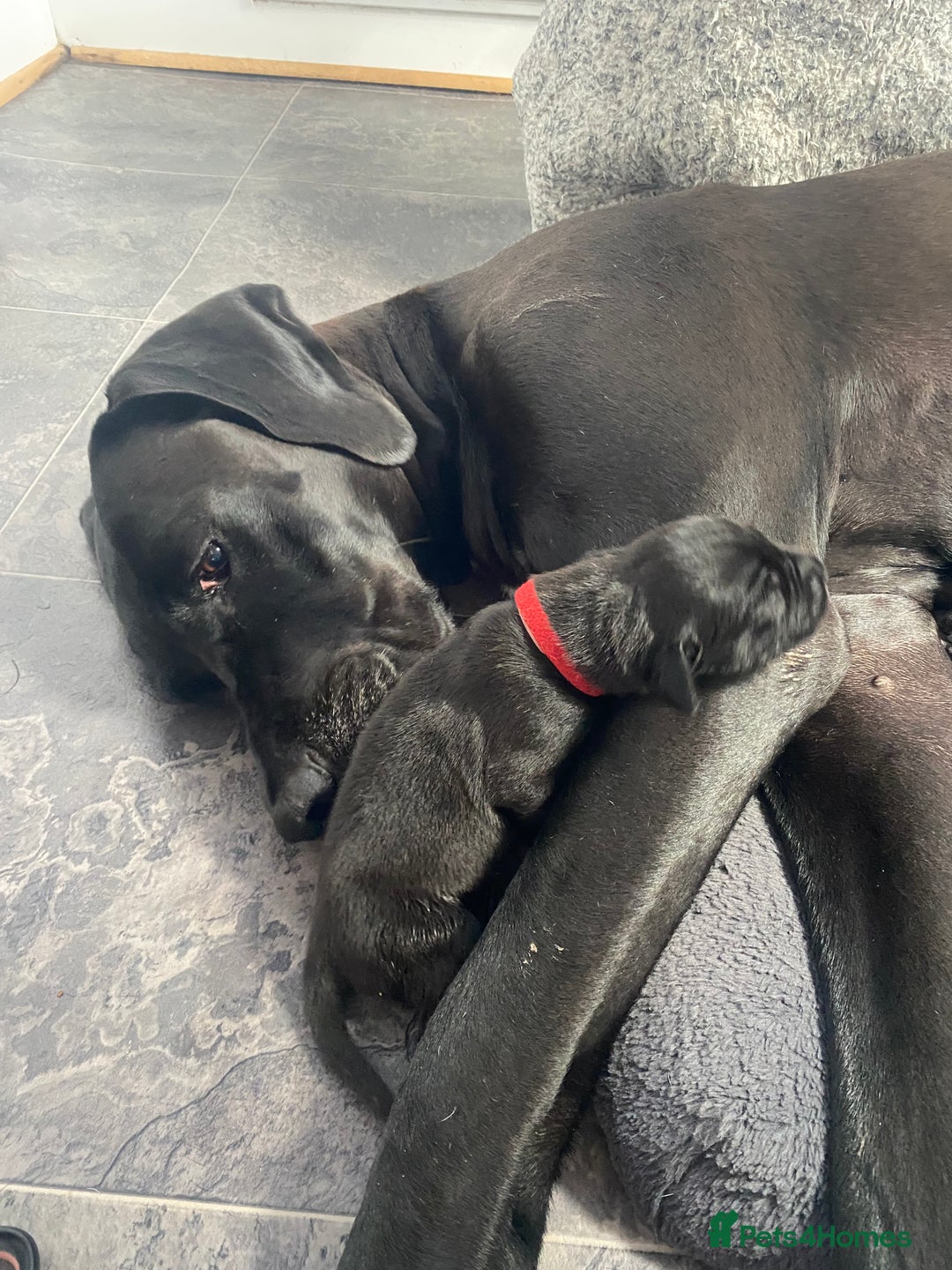 Great Dane dogs for sale: Highest health tested GD pups uk - Image 11