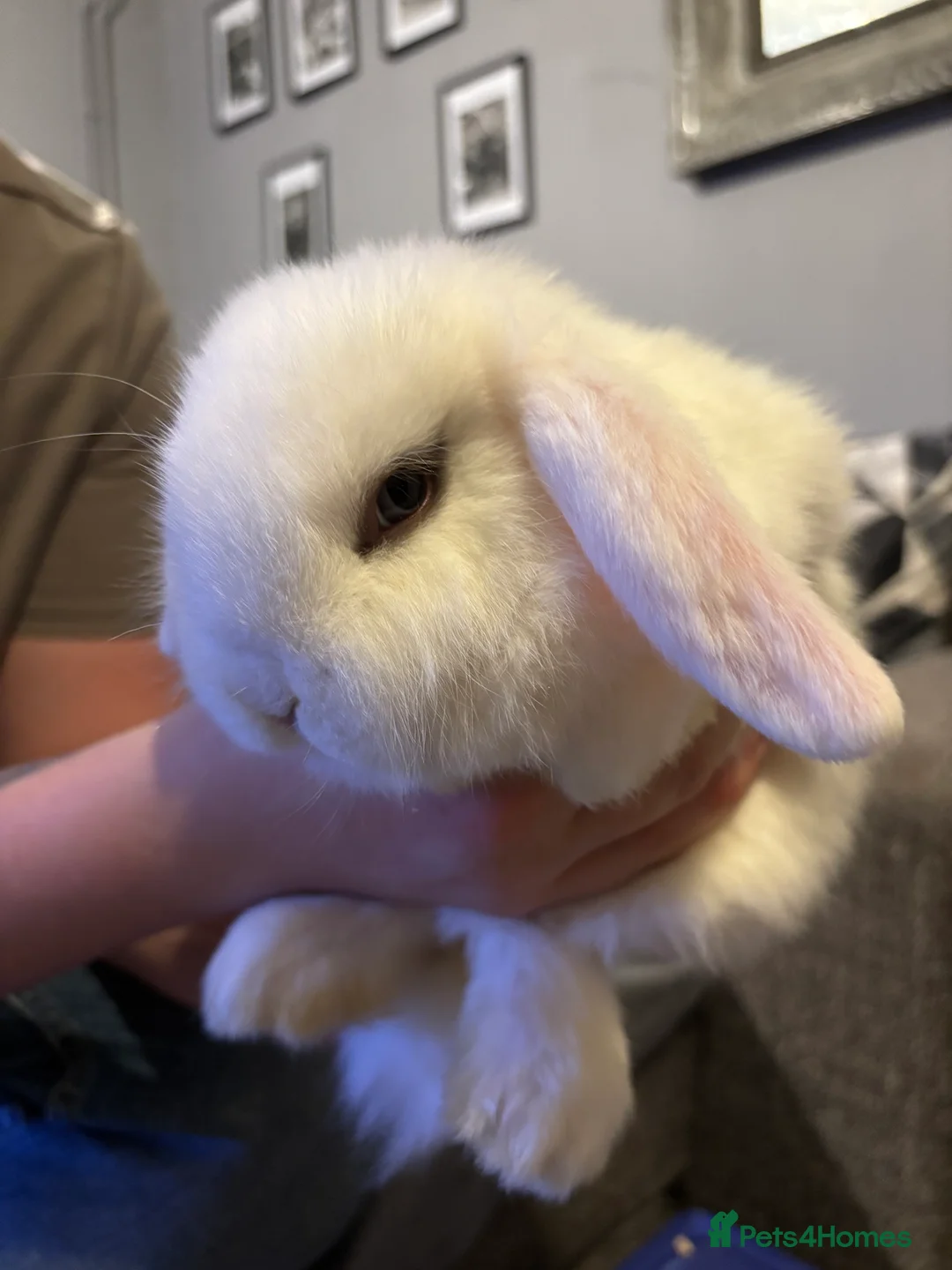 Mini Lop rabbits for sale: Litter of mini lops  - Advert 2