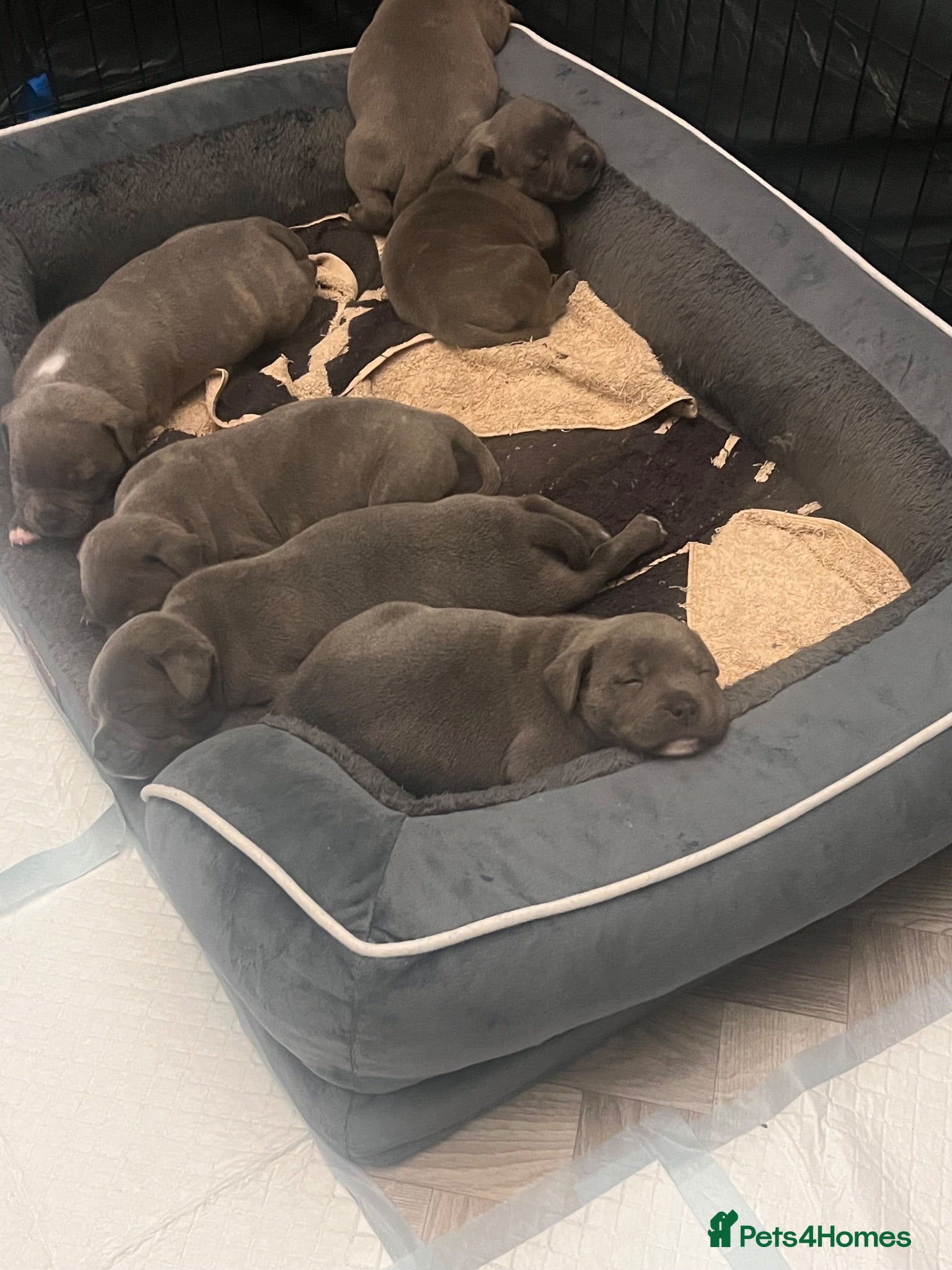 Staffordshire Bull Terrier dogs K. C registered blue Staffordshire puppies - Advert 2