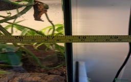Gecko reptiles for sale: Male Crested Gecko with Bioactive Tank - Image 10