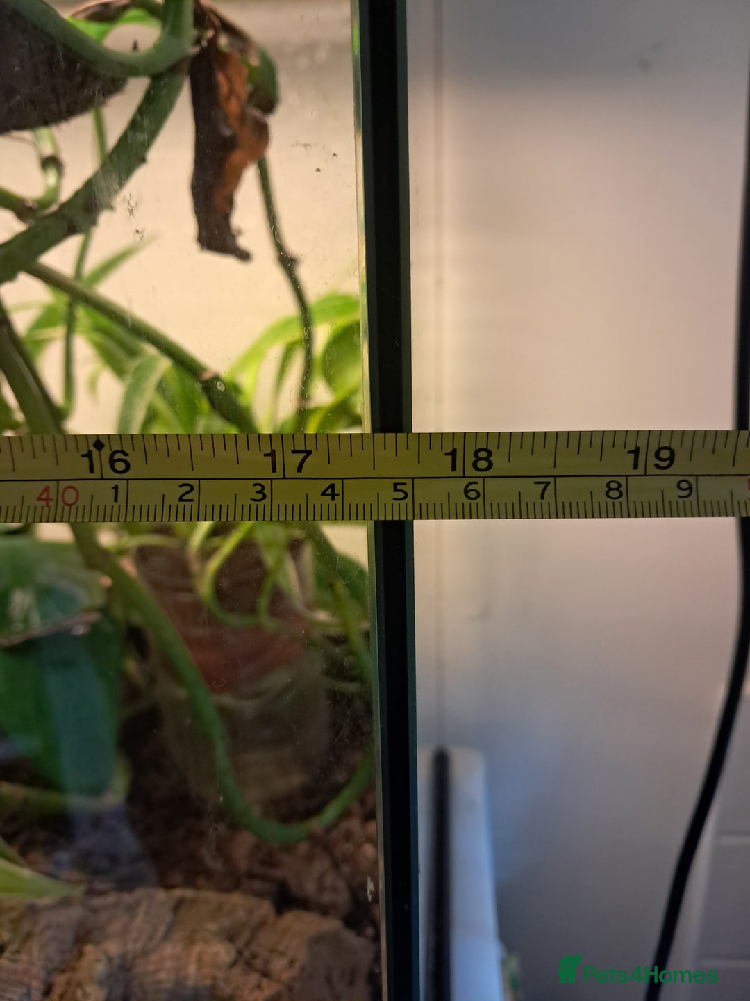 Gecko reptiles for sale: Male Crested Gecko with Bioactive Tank - Image 10