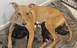 Lurcher dogs for sale: Lurcher puppies  - Image 10