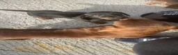 Miniature Dachshund dogs for sale: Miniature Dachshund  in Dungannon - Advert 15