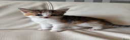 Mixed Breed cats for sale: 4 beautiful kittens  - Advert 11