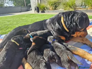 Rottweiler dogs Perfect Purebred Rottweiler puppies - Advert 18