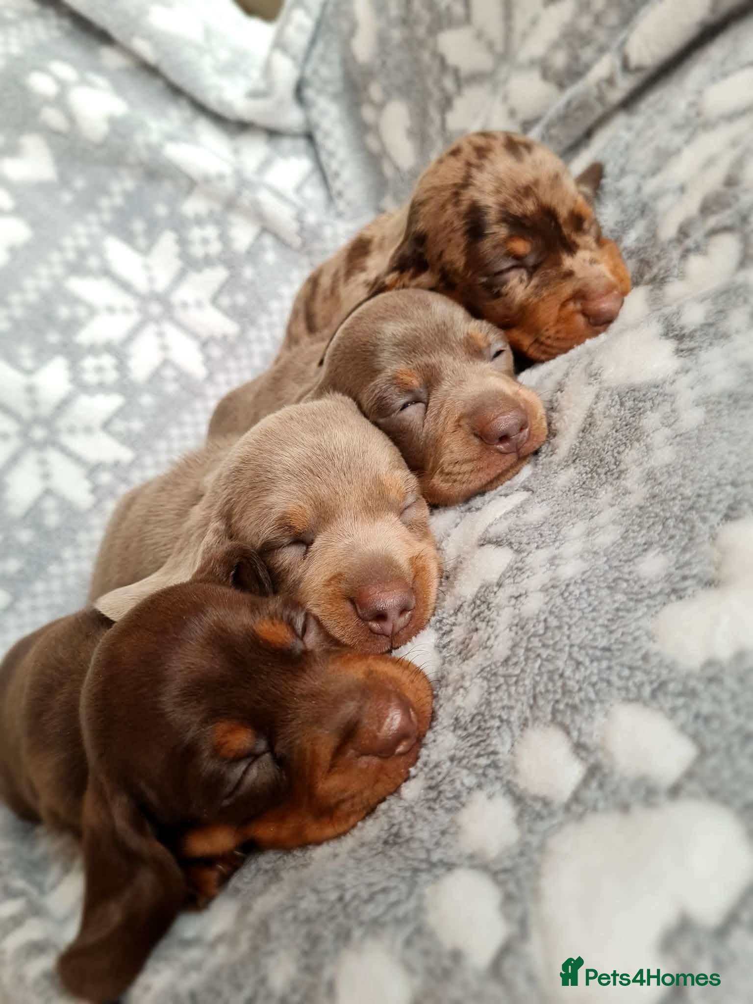 Miniature Dachshund dogs ❤️Beautiful daschunds babys❤️ - Advert 7