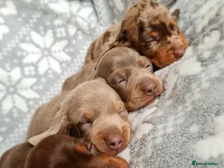 Miniature Dachshund dogs ❤️Beautiful daschunds babys❤️ - Advert 7