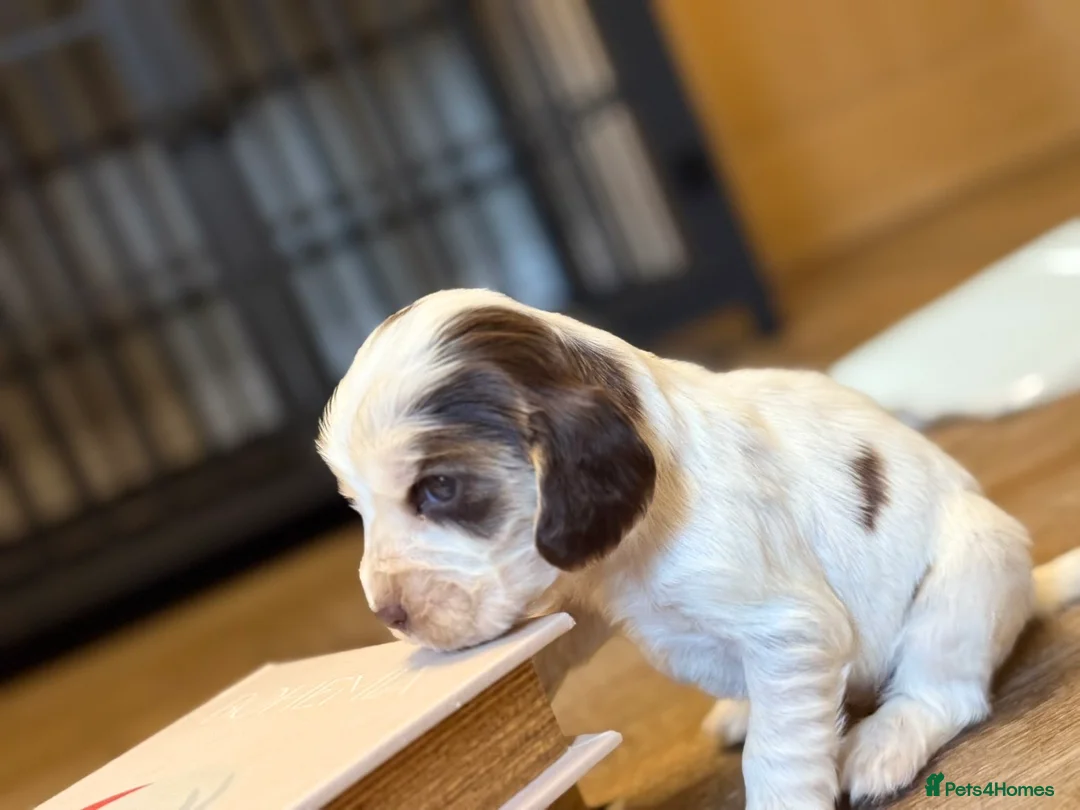 Cocker Spaniel dogs for sale: Show type cocker spaniels  - Advert 36