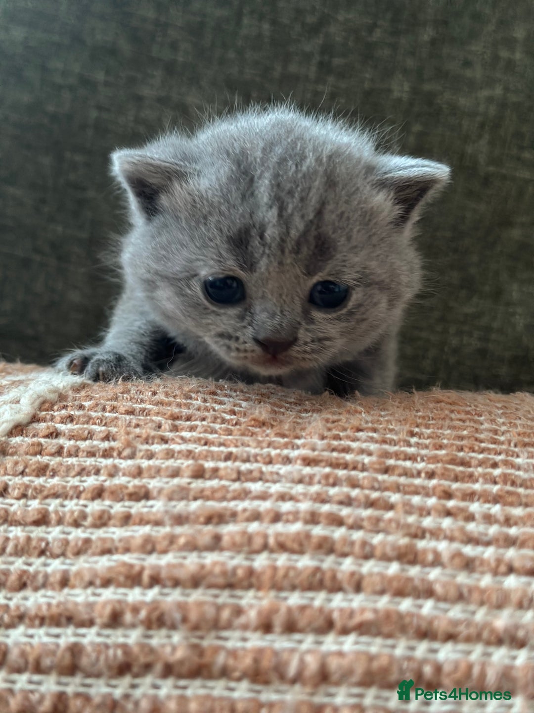 British Shorthair cats for sale: GCCF Registered British Shorthair kittens  - Advert 7