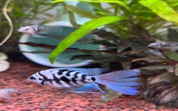 Cichlids fish for sale: Polar Blue Cichlids – Including Rare Long-Fin - Advert 3
